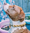 Dog Collar "The Dookie" - Anomaly Jewelry