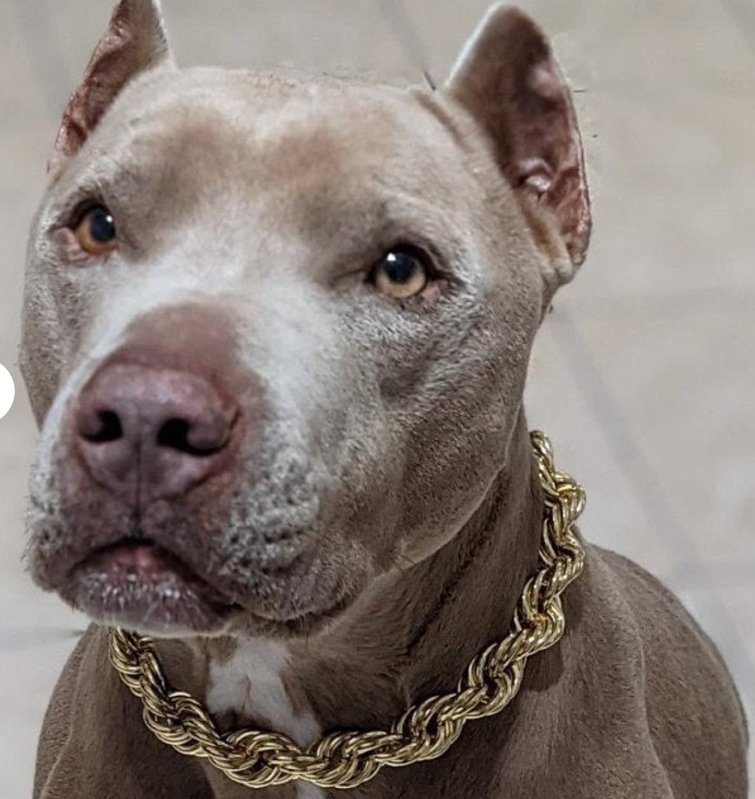 Dog online rope chain
