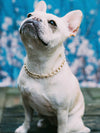 Dog Collar "The Patsy Cline" - Anomaly Jewelry