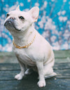 Dog Collar "The Pony" - Anomaly Jewelry