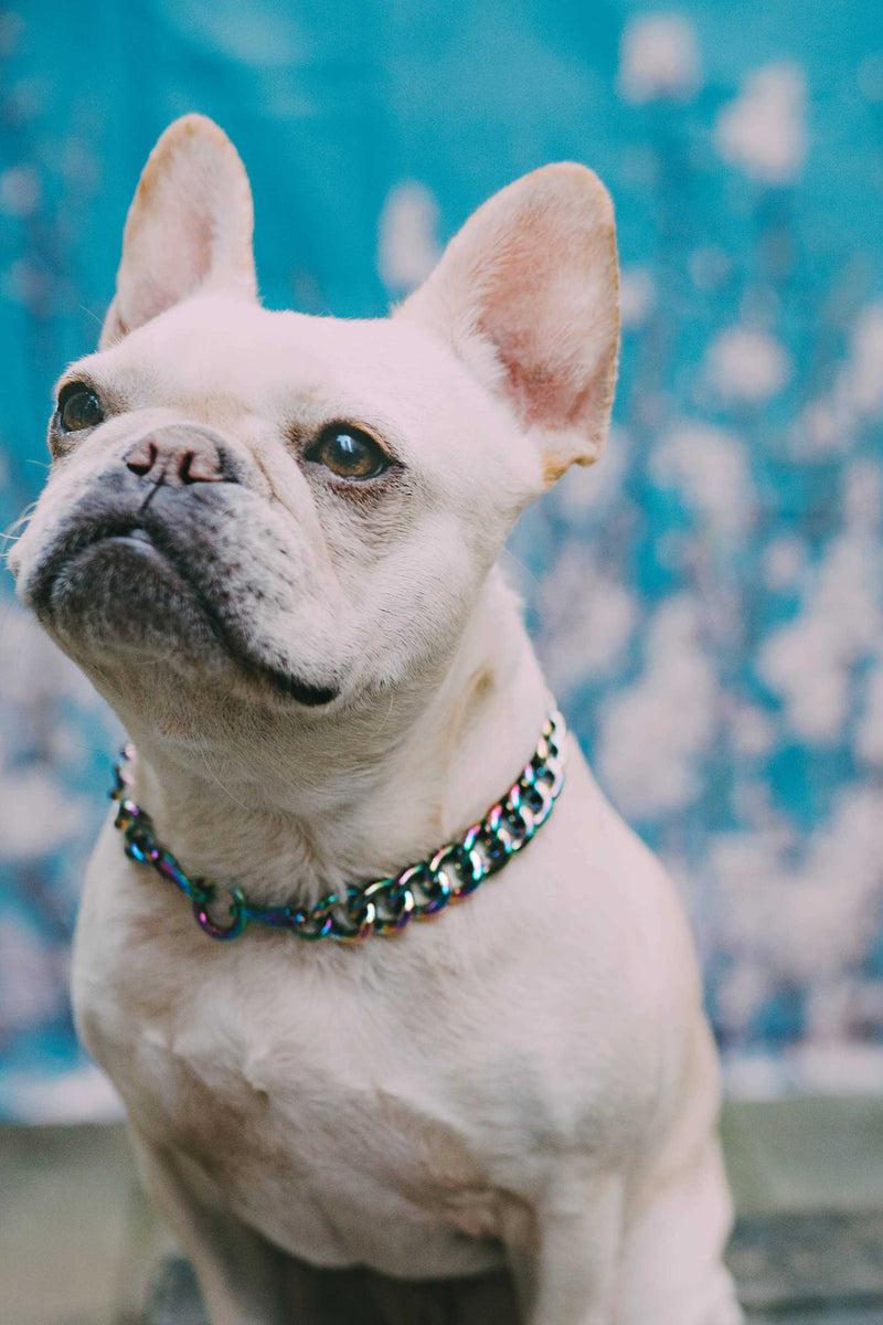 Dog Collar "Oil Slick" - Anomaly Jewelry