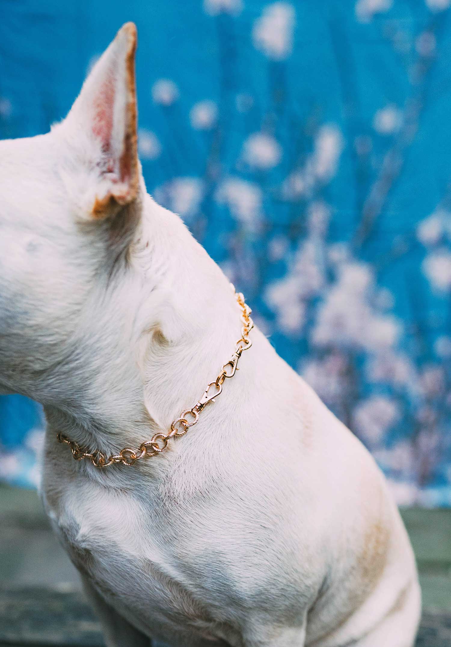 Beadie Babiez - The Via in Ivory and Pink ~ Pearl Dog Collar